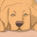 How to alleviate neck pain in dogs?
