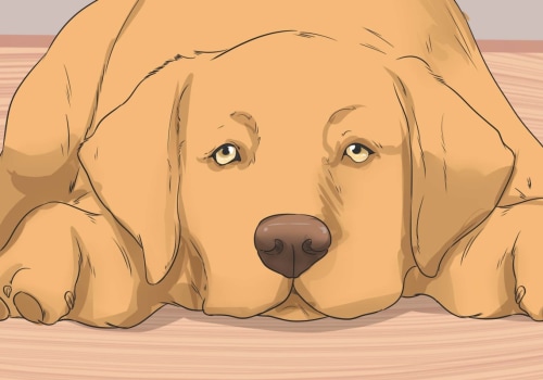 How to alleviate neck pain in dogs?